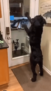 Dog Ecstatic When Owner Comes Home After Two Days Away