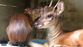 Deer and Agouti Become Unlikely BFFs
