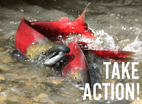 earthjustice animals fish earth swim GIF