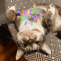 Happy Birthday Cat GIF