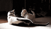 animal friendship GIF