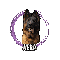 German Shepherd Pastore Tedesco Sticker by Asilo per cani Dog'sMind