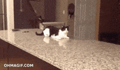 crazy GIF