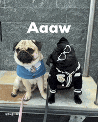 Pug GIF