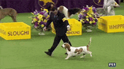 dog show GIF by Westminster Kennel Club