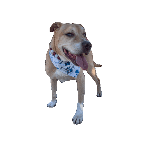 Toy Story Dog Sticker by Geekster Pets