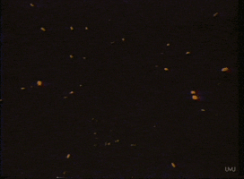 michael jackson vintage GIF by vhspositive