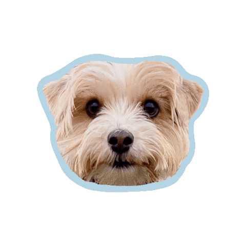 Little Dog Sticker