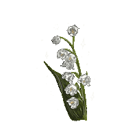May Lily Of The Valley Sticker