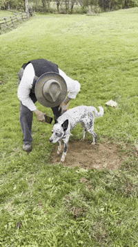 SundaySauceEdits farm dog blue teaching a dog to dig GIF