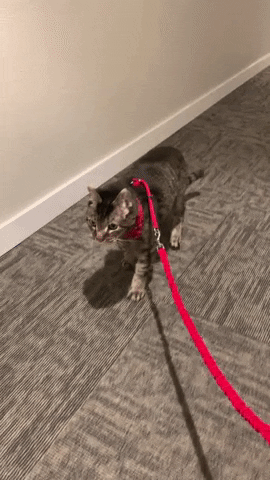 derekjames01d4  GIF