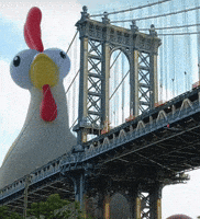New York Chicken GIF