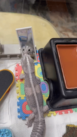 cuteanimalland giphyupload GIF