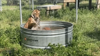 Rescued Tigers and Bears Keep Cool During Summer at Texas Animal Sanctuary