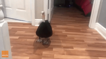 Petunia the Rescue Duck Is Overjoyed When Her Owner Gets Home From Work