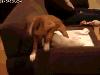 dogs boxer GIF by Cheezburger