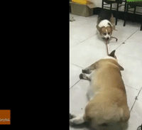 Determined Corgi Drags Lazy Friend Out for a Walk