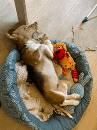 Vediaud crazy dog GIF