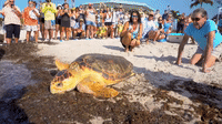Turtle Released Back Into The Sea