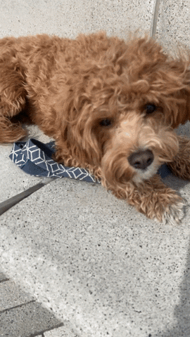 Cavapoo GIF by Jesse Ling