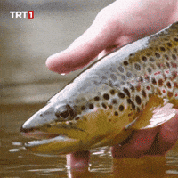 Bored Good Bye GIF by TRT