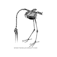 Natural History Bird Sticker by The Wild Curiosity