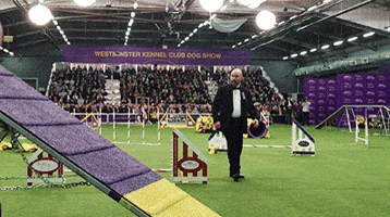 dog GIF by Westminster Kennel Club