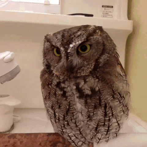owls impress GIF