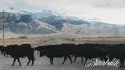 Dog Horse GIF by Magnolia Pictures