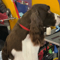 Dog Show GIF by Westminster Kennel Club