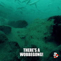 Ocean Swimming GIF by Shark Week
