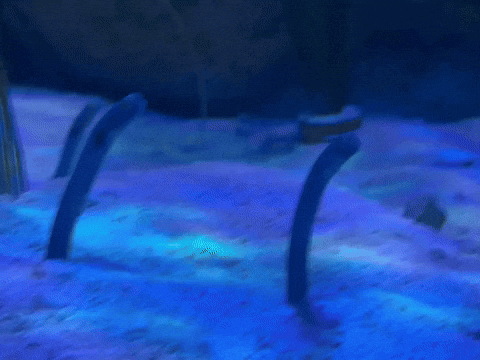 Fish Eels GIF