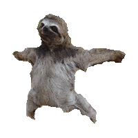 sloth hugs STICKER by imoji