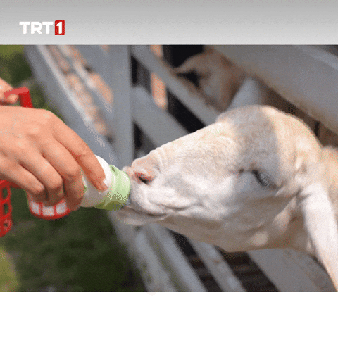 Hungry Baby GIF by TRT