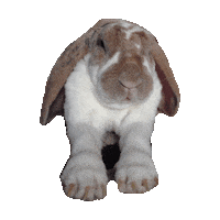 rabbit STICKER by imoji