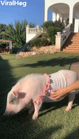 Roxy the Pig Gets Tickled and Falls to the Ground 