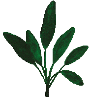 Plant Draw Sticker