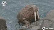 bbc one bear GIF by BBC