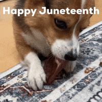 Dog Corgi GIF
