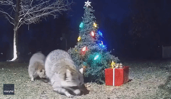 Raccoons Cause Holiday Mischief Outside Virginia Home