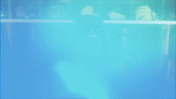 baseball wave GIF by GreenWave