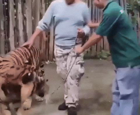 58d4b6a0e8004dd6a499524384e88c9f giphyupload GIF