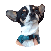 star chihuahua STICKER by imoji