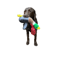 Dog Toy Labrador Sticker by Brodifur