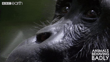 wildlife chimp GIF by BBC Earth