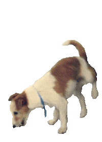 dog puppy Sticker