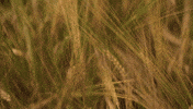 heikoopbruiloftsfilms  GIF