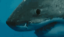 shark GIF