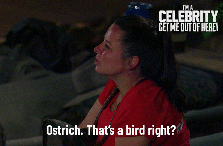 Imacelebrityau GIF by I'm A Celebrity... Get Me Out Of Here! Australia
