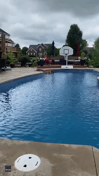 Golden Retriever Helps Pup Feel at Ease in Backyard Pool